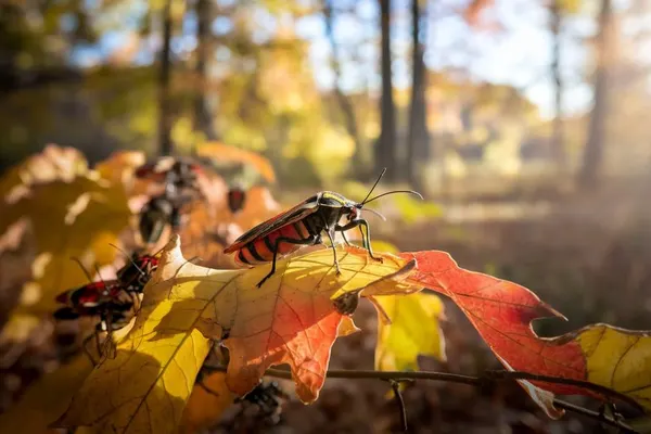Boxelder Bugs