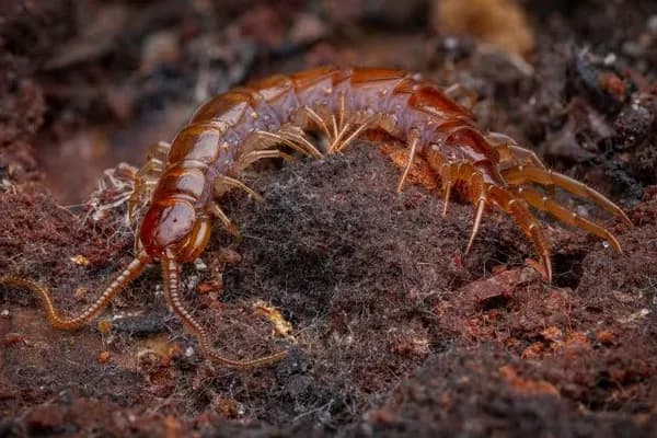 Centipedes
