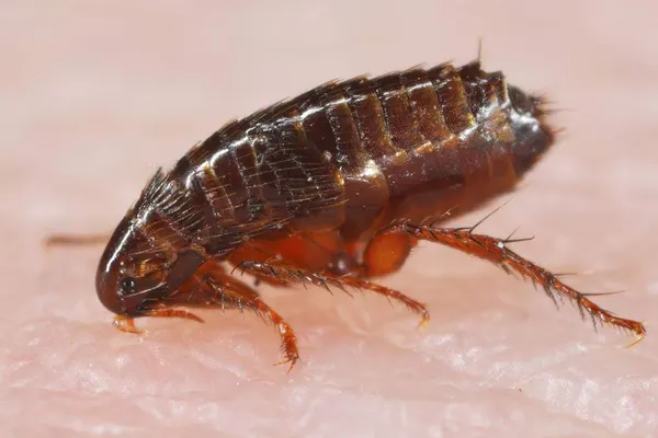 Fleas