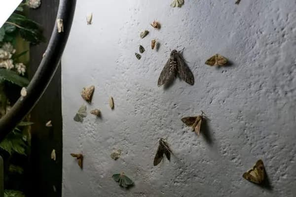 Moths