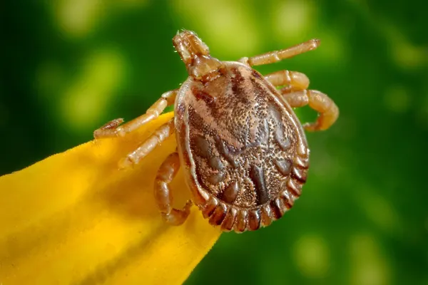 Ticks