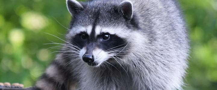 Raccoon close-up