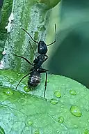 Black carpenter ant on a leaf