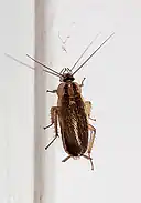 German cockroach on a door frame