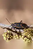 Boxelder bug