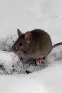 House mouse in the snow