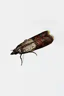 Indianmeal moth