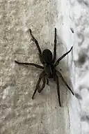 Wolf spider
