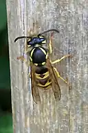 German yellowjacket wasp