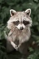 Raccoon among ferns
